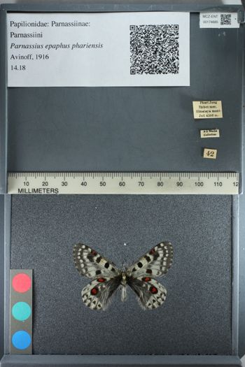 Media type: image;   Entomology 174685